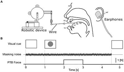 Quick speech motor correction in the absence of auditory feedback